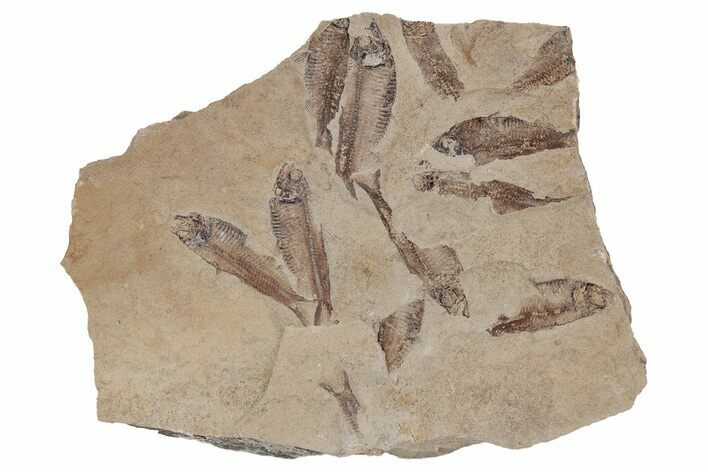 Fossil Fish (Gosiutichthys) Mortality Plate - Wyoming #212106